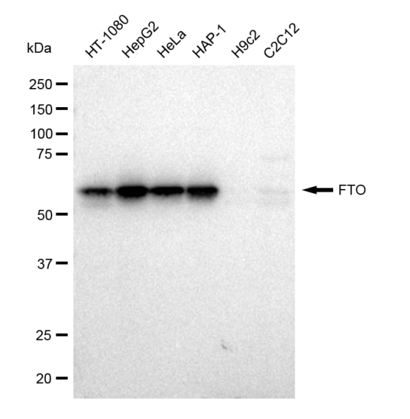 FTO Antibody (23GB1805)