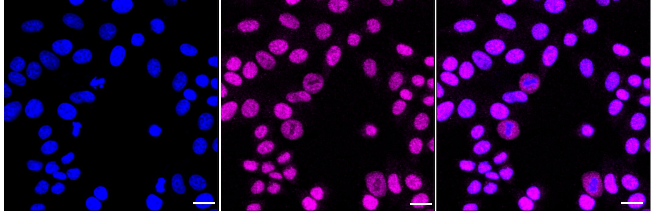 SRp55 Antibody (24GB1825)