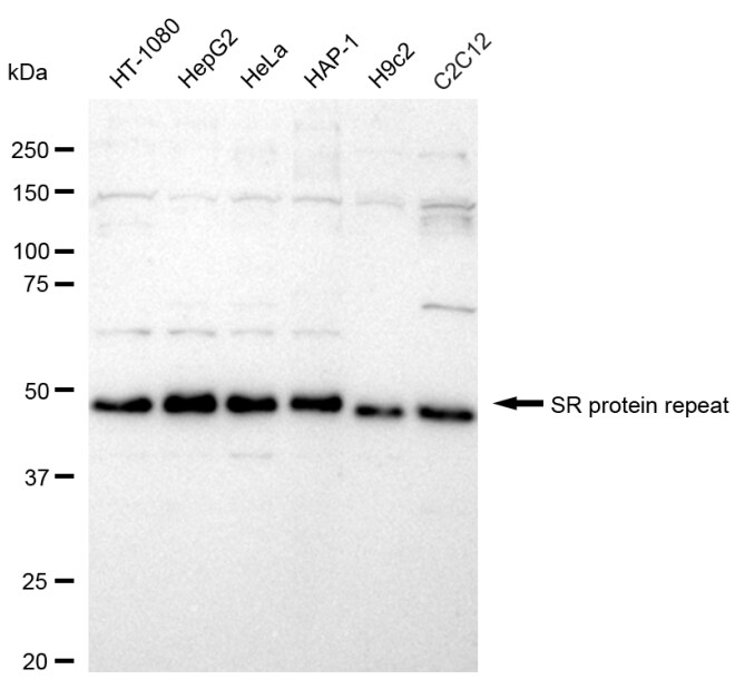 SRp55 Antibody (24GB1825)