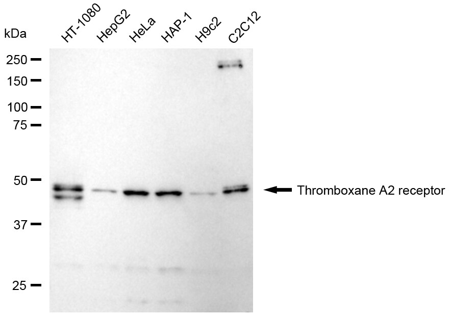 Thromboxane A2 R/TBXA2R Antibody (24GB1845)