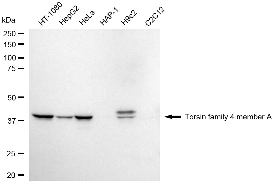 Torsin-4A Antibody (24GB1910)