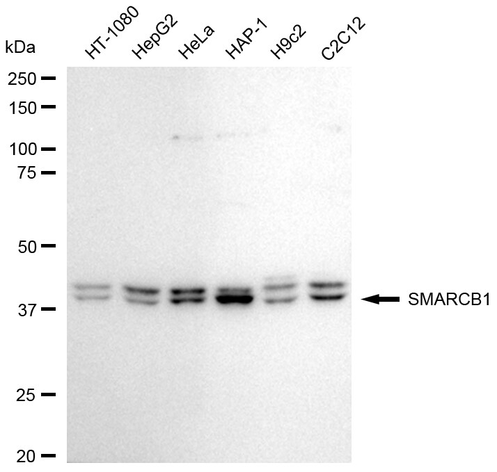 SNF5 Antibody (24GB1935)