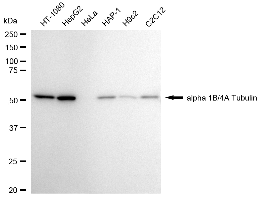 TUBA1B/TUBA4A Antibody (24GB2020)