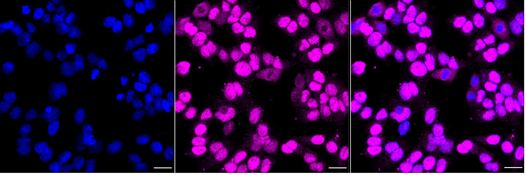 WASF2 Antibody (24GB2055)
