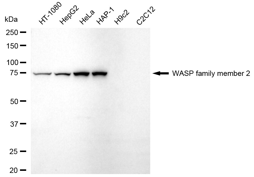 WASF2 Antibody (24GB2055)