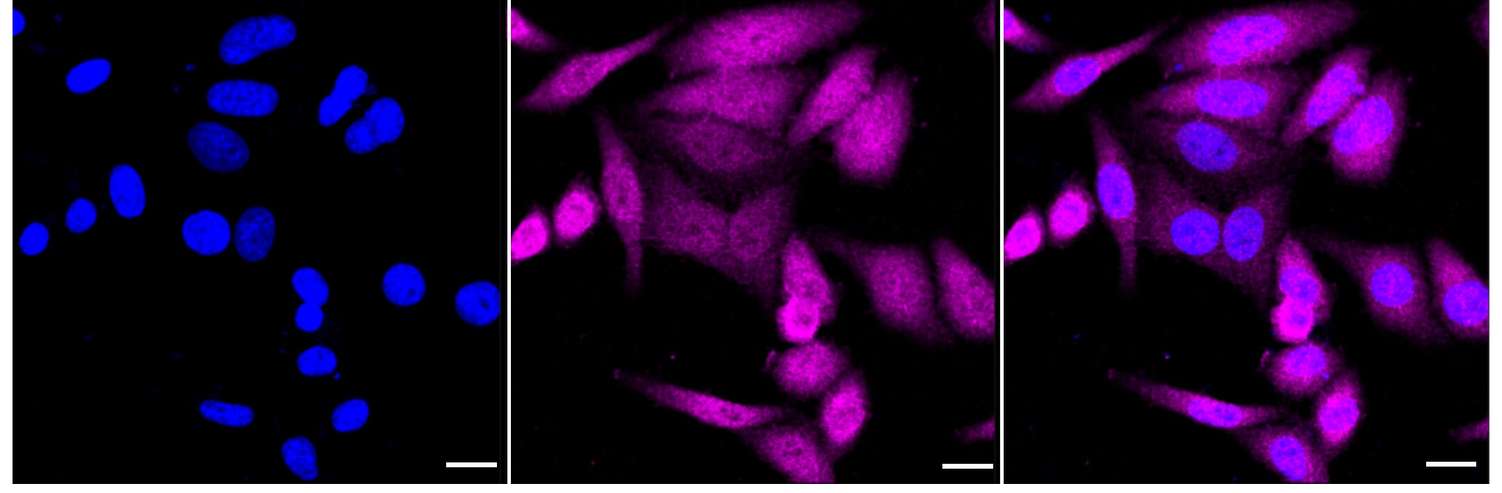 STAT2 Antibody (24GB2095)