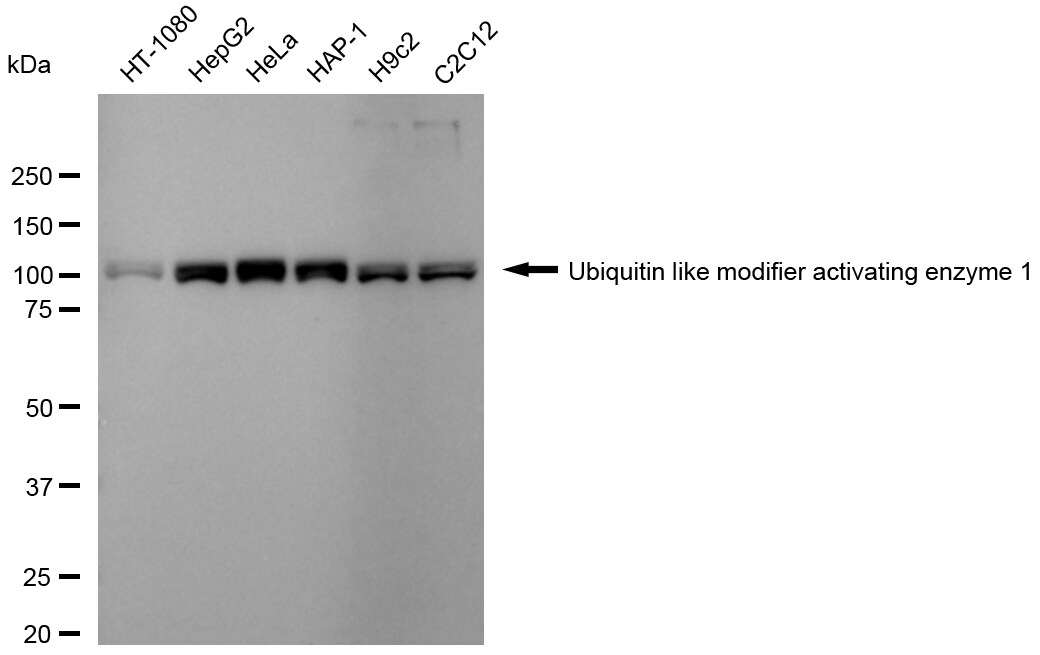 Ubiquitin-activating Enzyme/UBE1 Antibody (24GB2130)