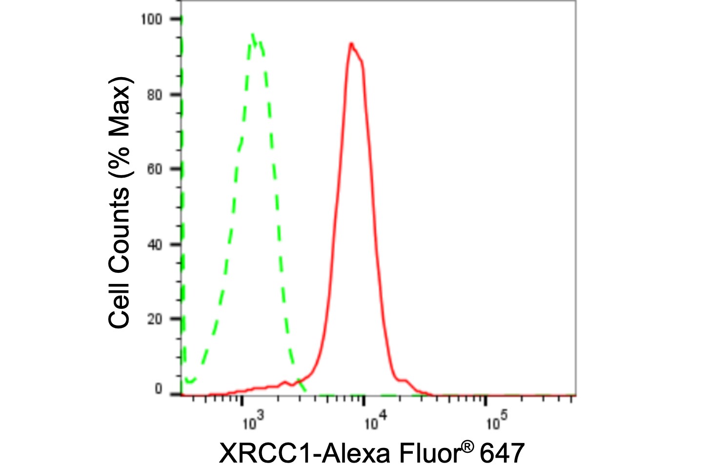 XRCC1 Antibody (24GB2180)