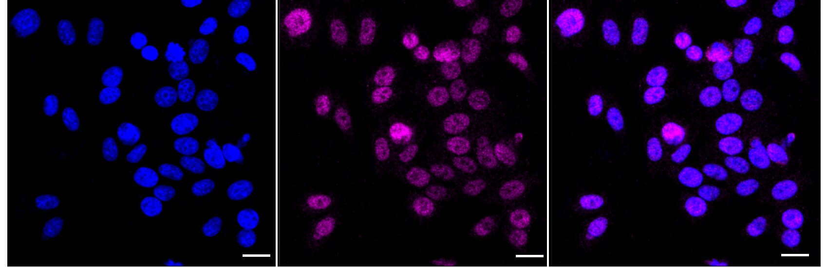 XRCC1 Antibody (24GB2180)