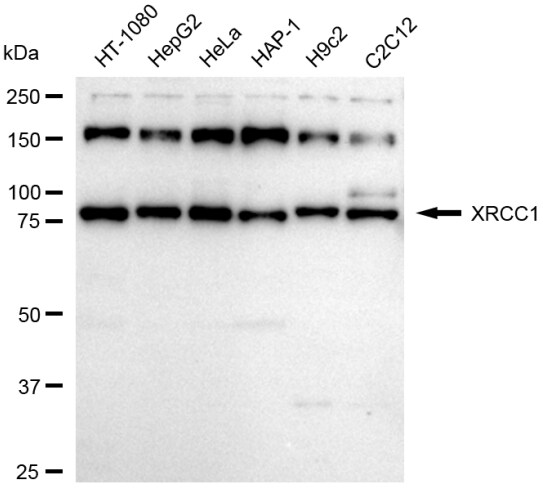 XRCC1 Antibody (24GB2180)