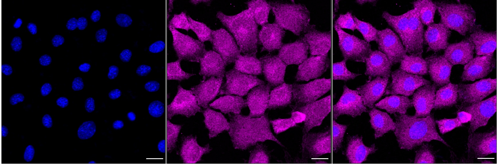 TIRAP Antibody (24GB2500)