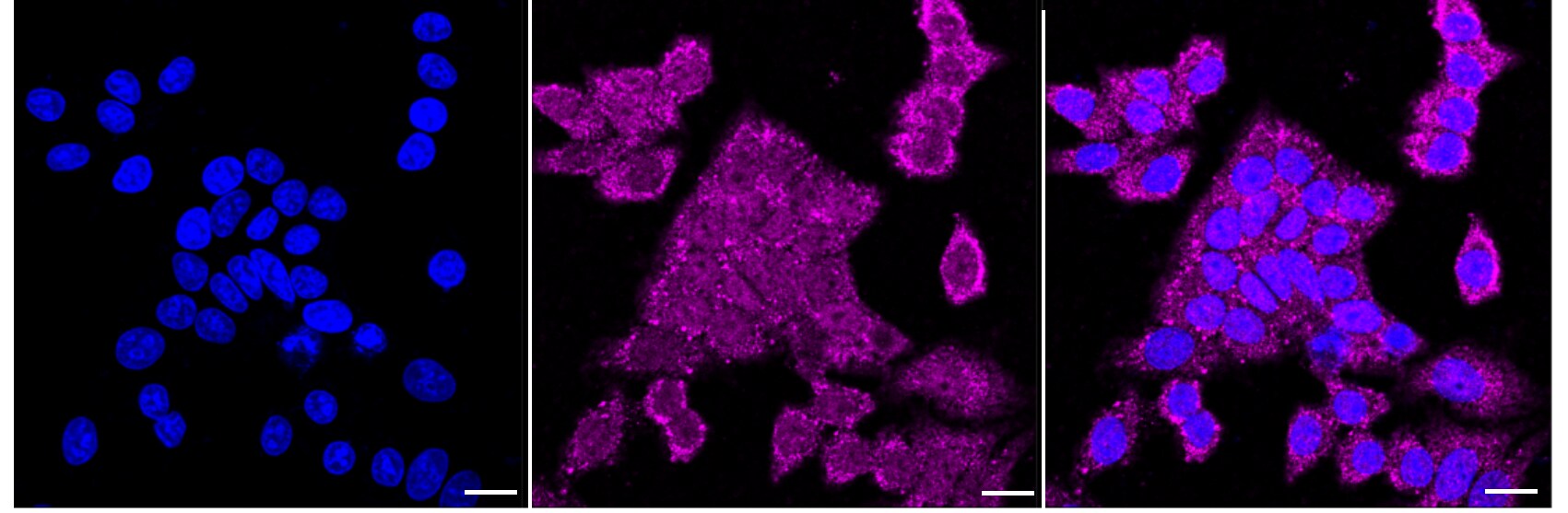 USP28 Antibody (24GB2515)