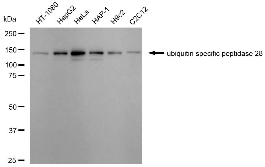 USP28 Antibody (24GB2515)