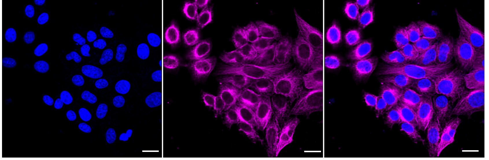 CHX10 Antibody (24GB2590)