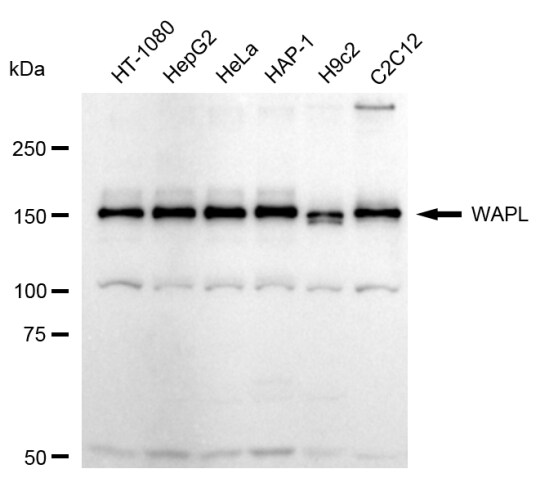 WAPL Antibody (24GB2675)