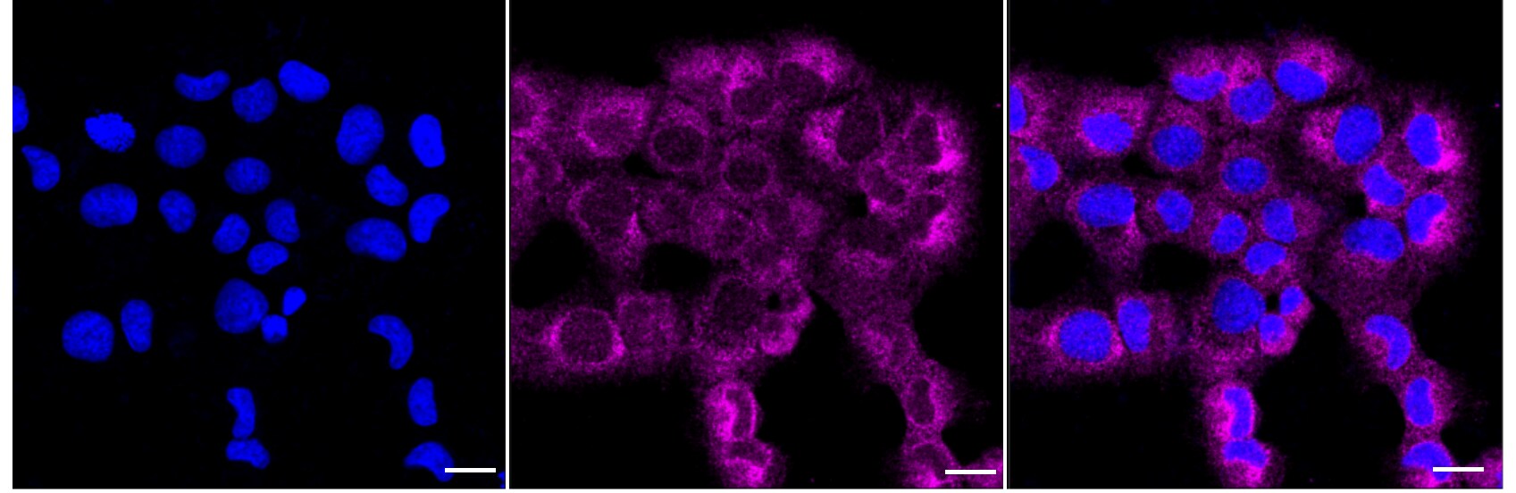 NAP1 Antibody (24GB2680)