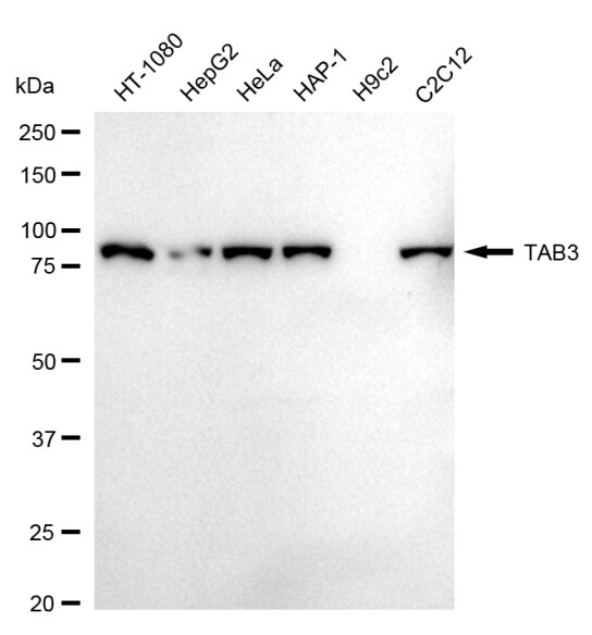 NAP1 Antibody (24GB2680)