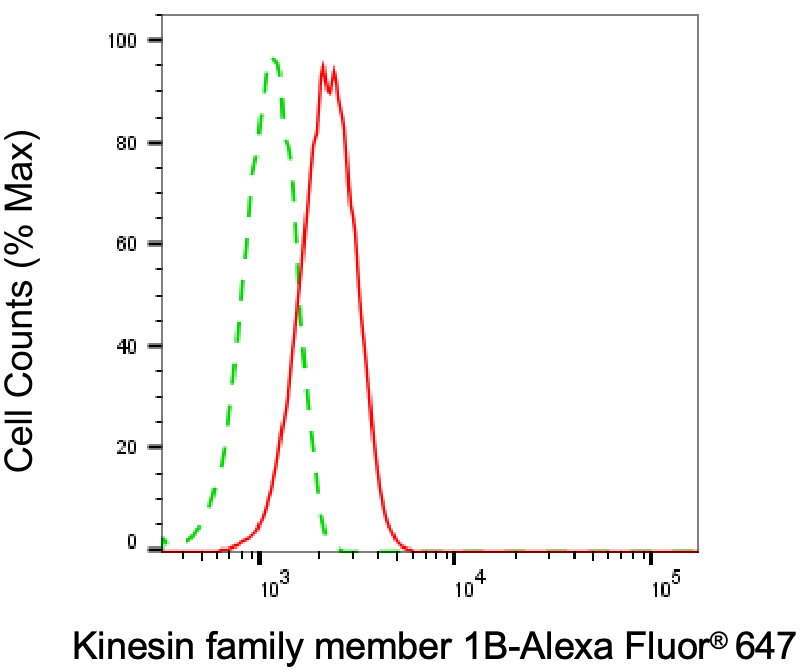 KIF1B Antibody (24GB2890)