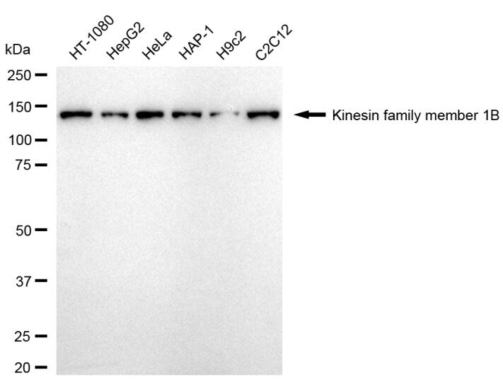 KIF1B Antibody (24GB2890)