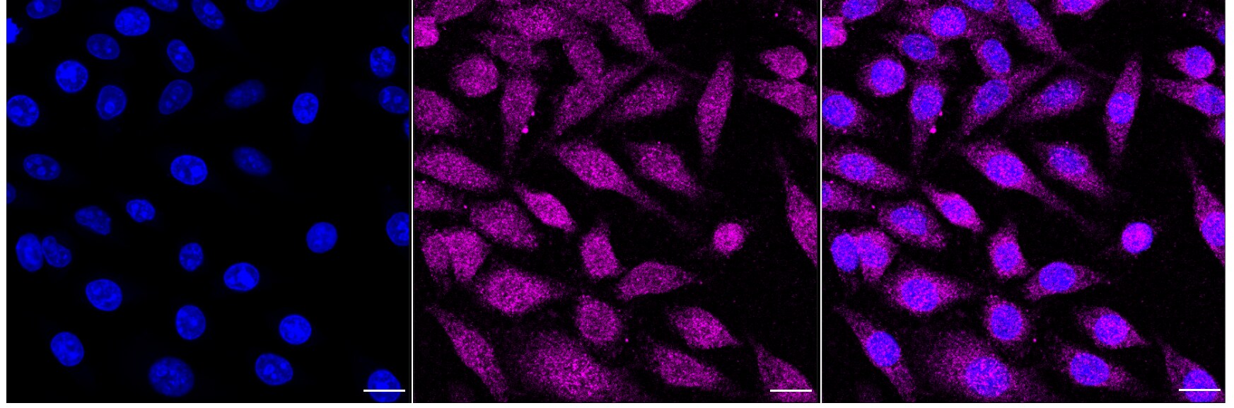 USP2 Antibody (24GB2915)