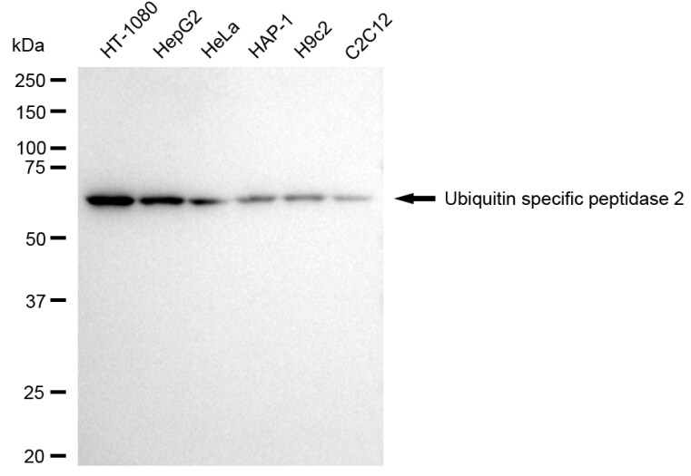 USP2 Antibody (24GB2915)