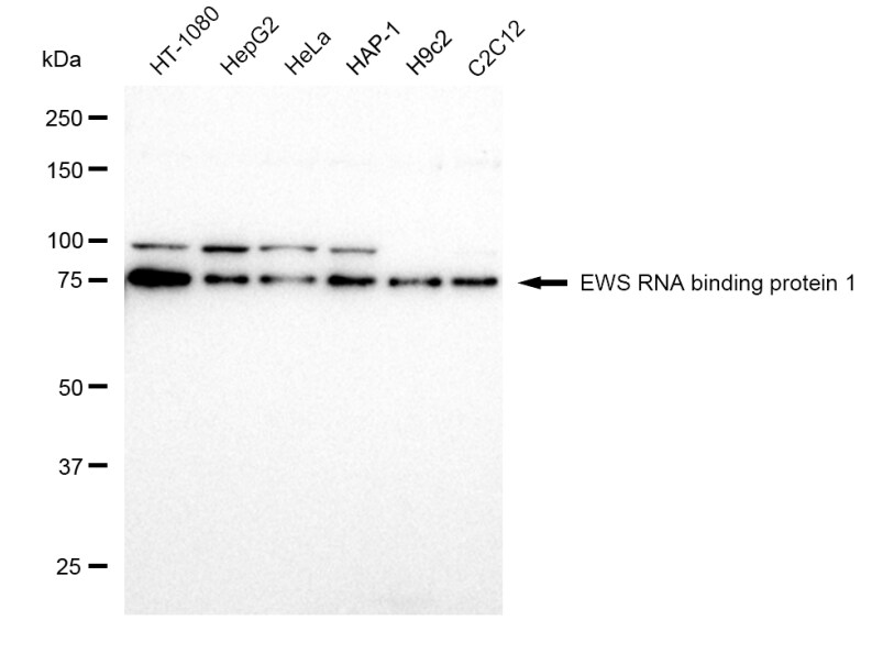 EWSR1 Antibody (23GB1590)