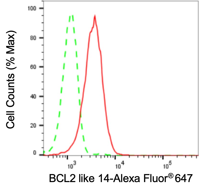 Bcl G Antibody (24GB3005)