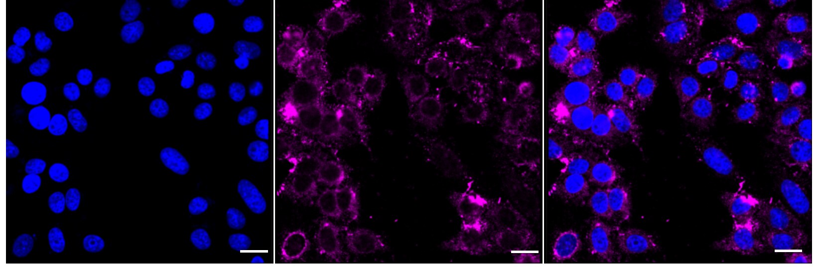 Bcl G Antibody (24GB3005)