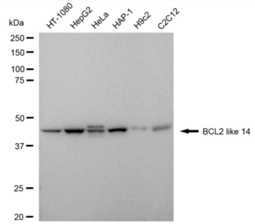 Bcl G Antibody (24GB3005)
