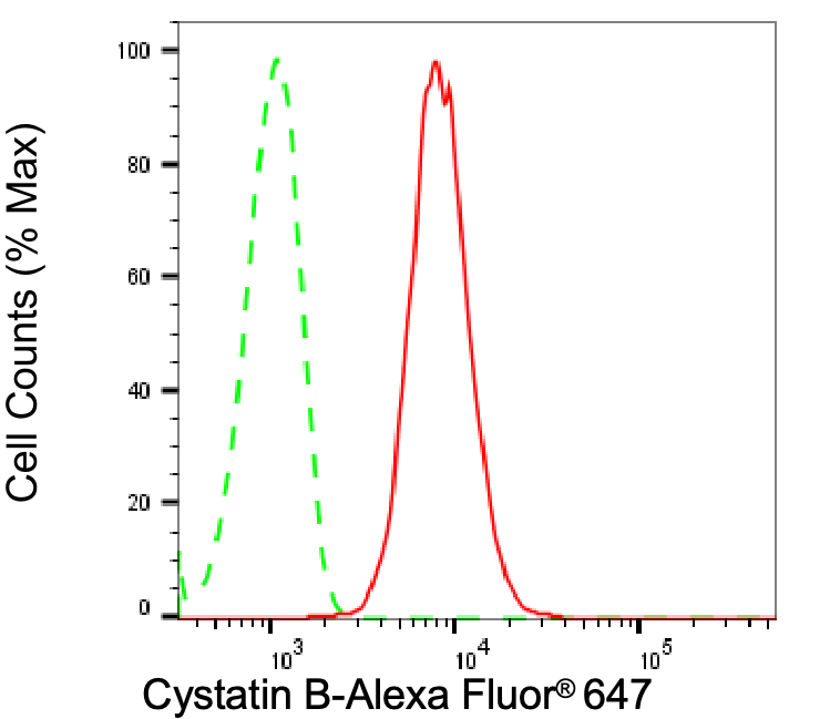 Cystatin B/Stefin B Antibody (24GB3050)