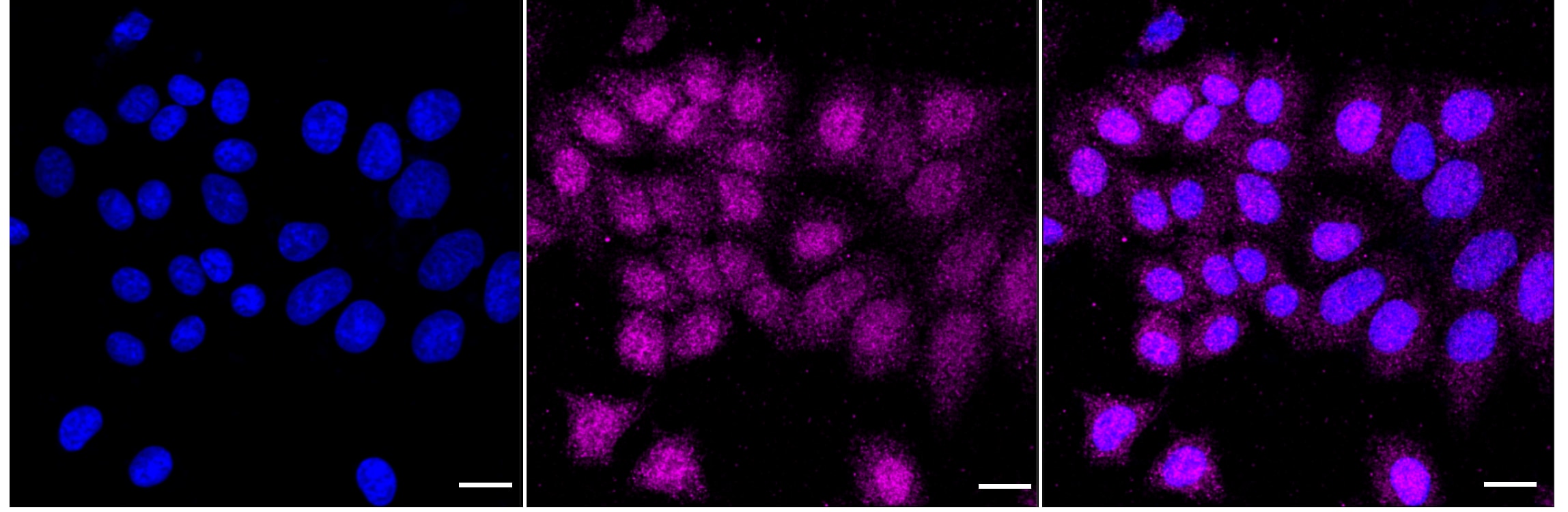 Chk1 Antibody (24GB3115)