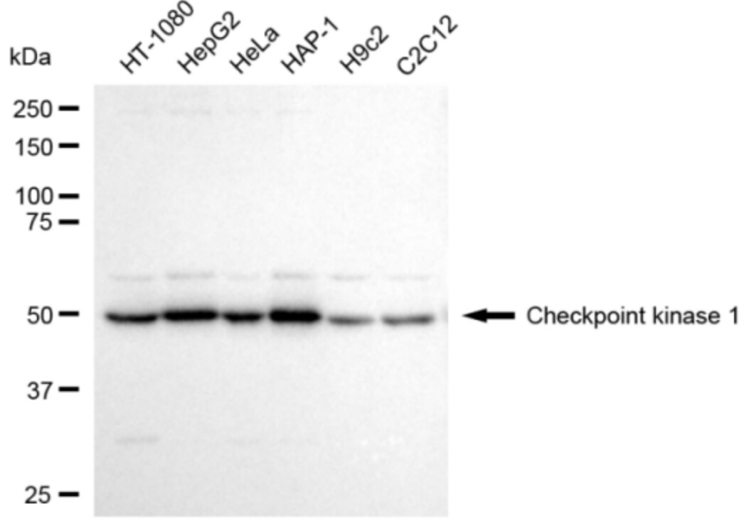 Chk1 Antibody (24GB3115)