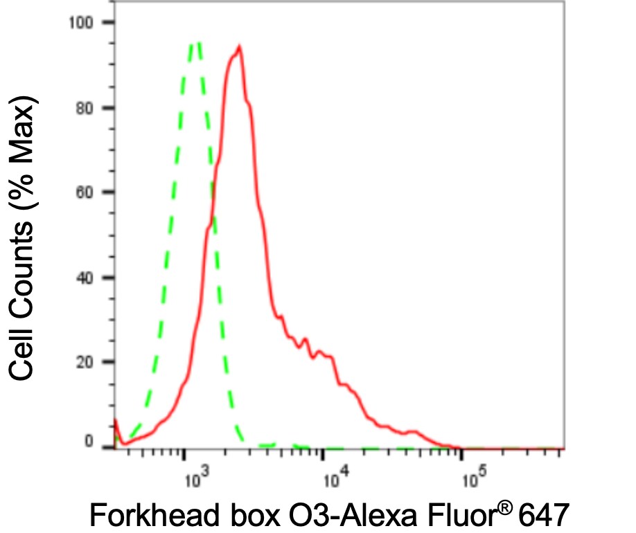 FOXO3 Antibody (24GB3120)
