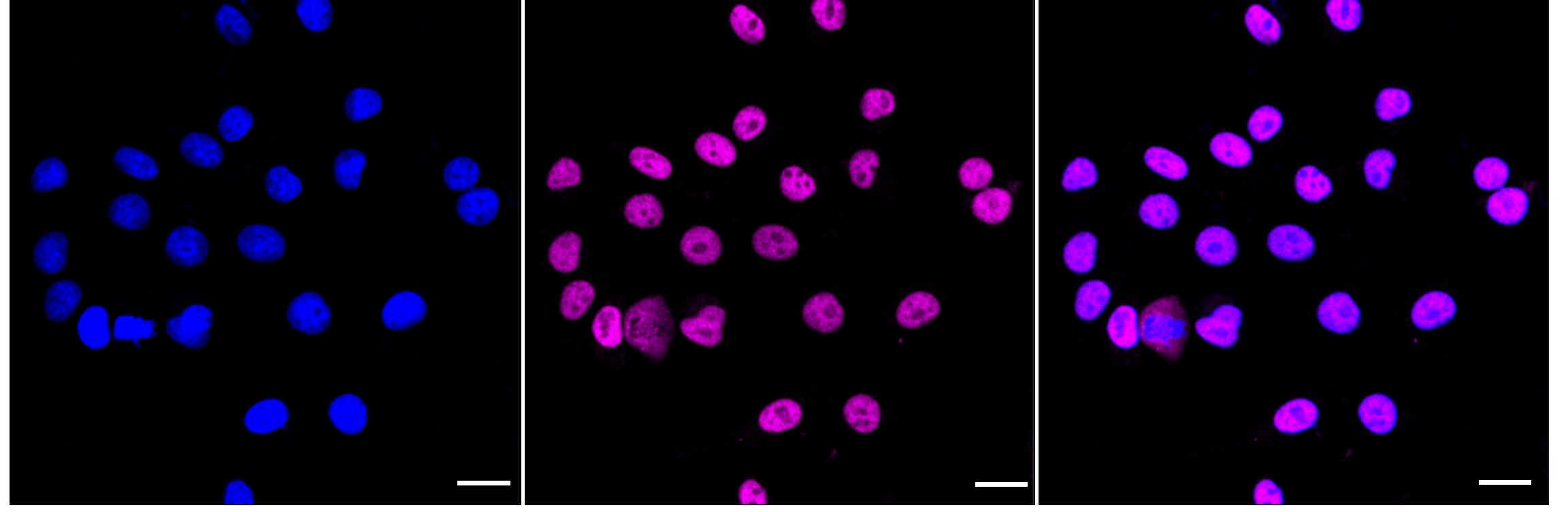 FOXO3 Antibody (24GB3120)