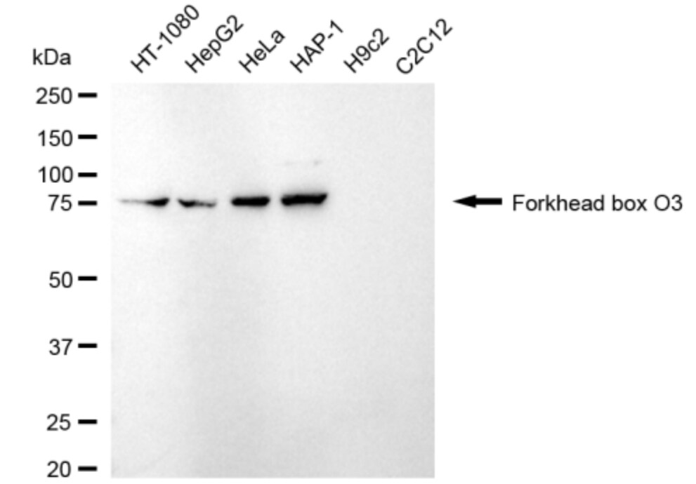 FOXO3 Antibody (24GB3120)