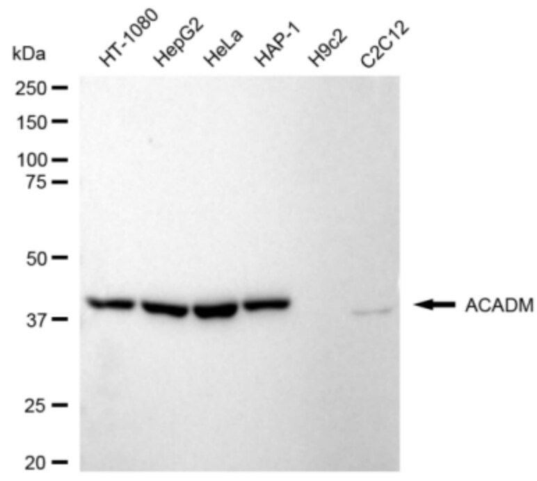 ACADM Antibody (24GB3160)