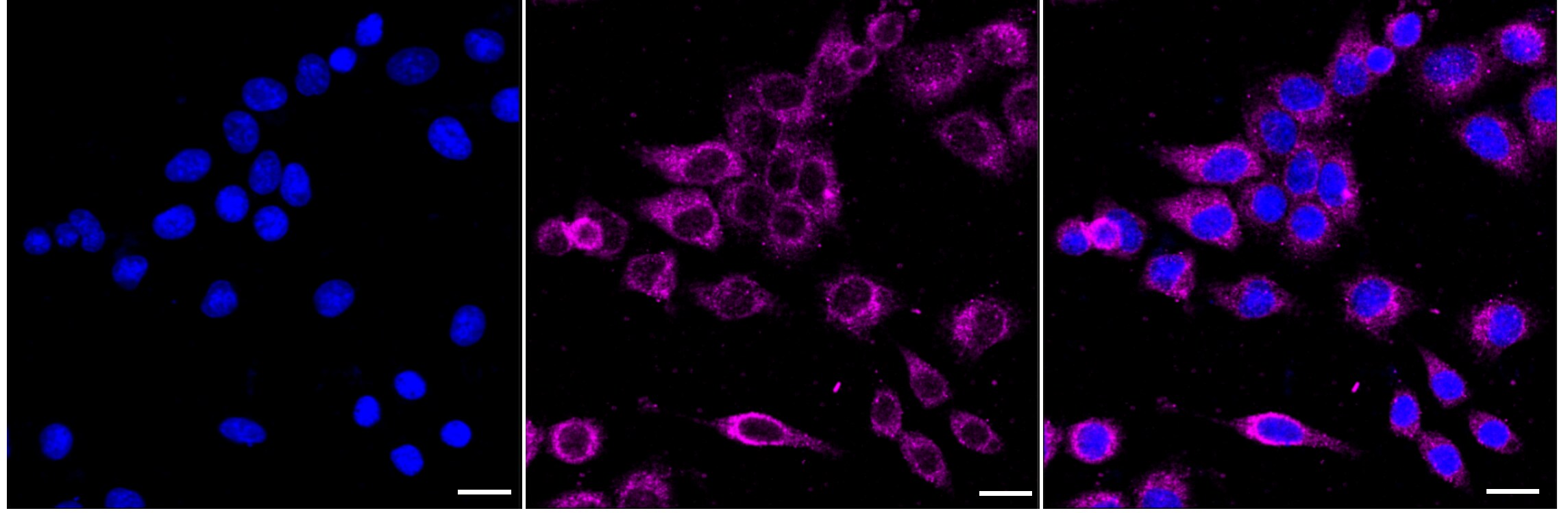 DOT1L Antibody (24GB3170)