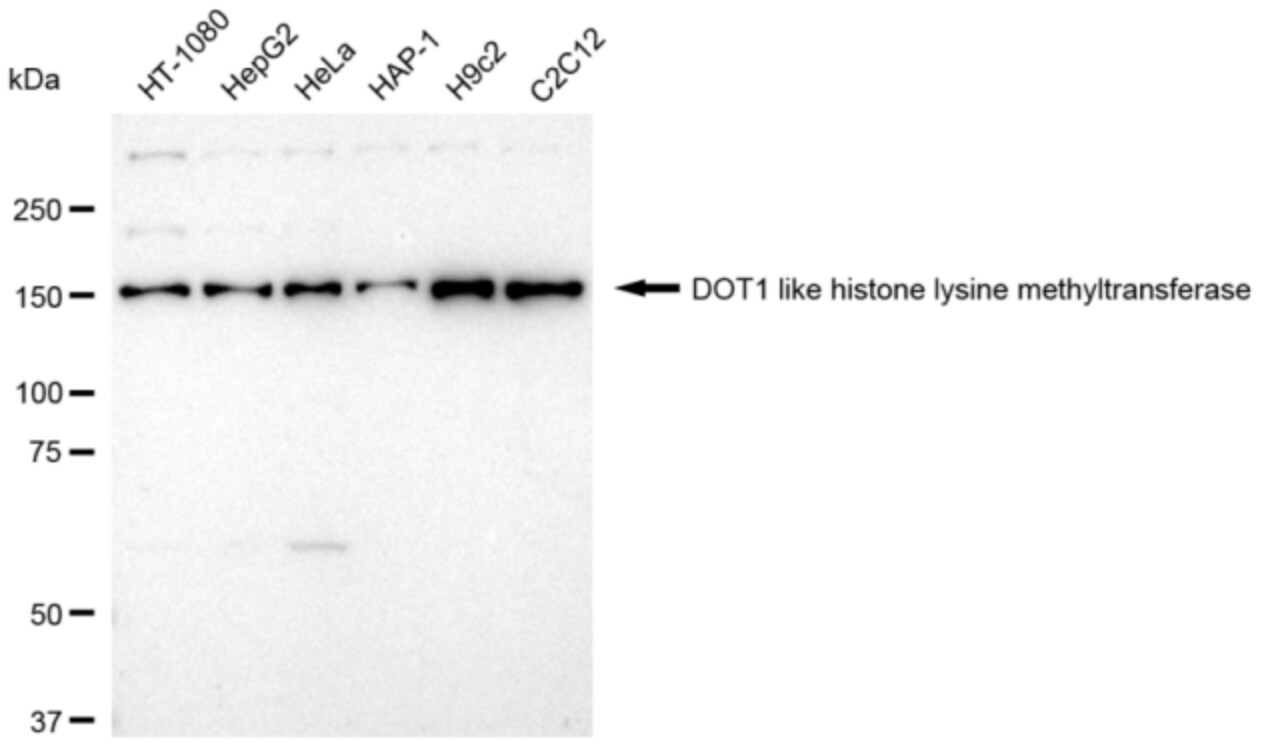 DOT1L Antibody (24GB3170)