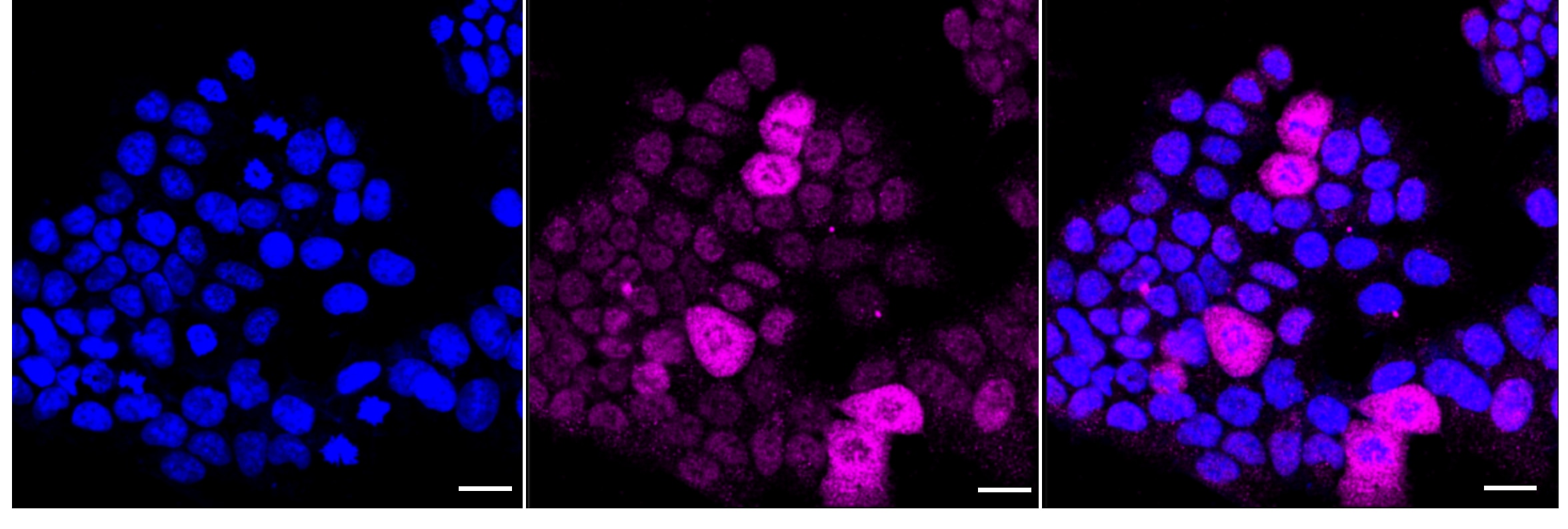 MYB Antibody (24GB3175)