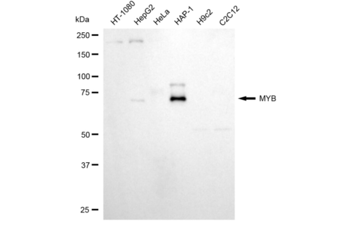 MYB Antibody (24GB3175)