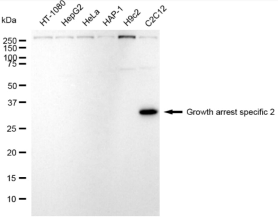 GAS2 Antibody (24GB3195)