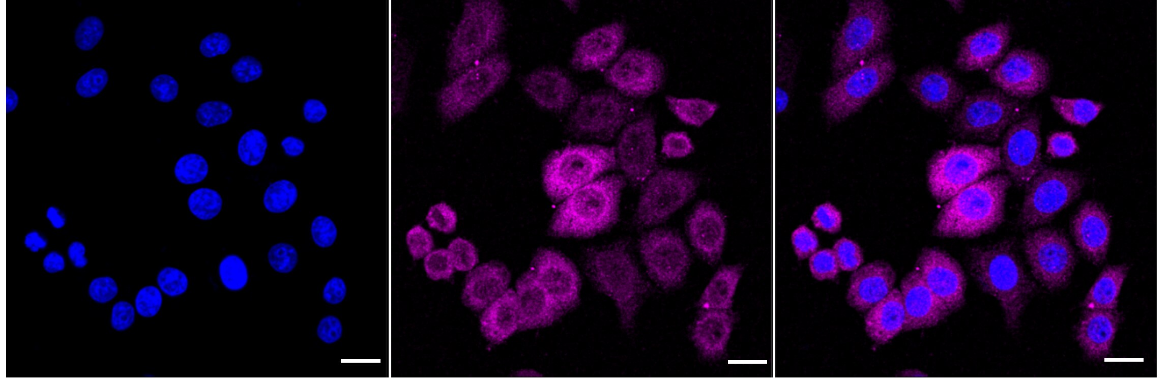 HSP70/HSPA1A Antibody (24GB3205)