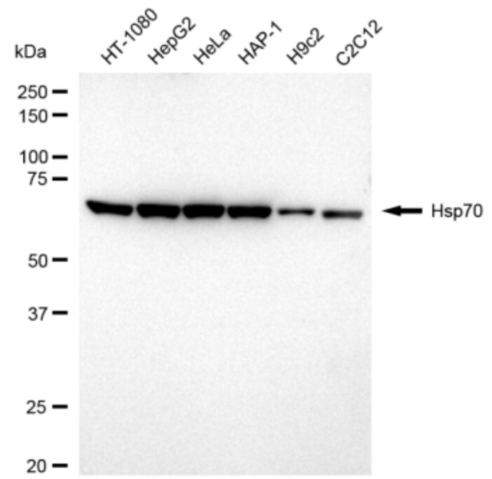 HSP70/HSPA1A Antibody (24GB3205)