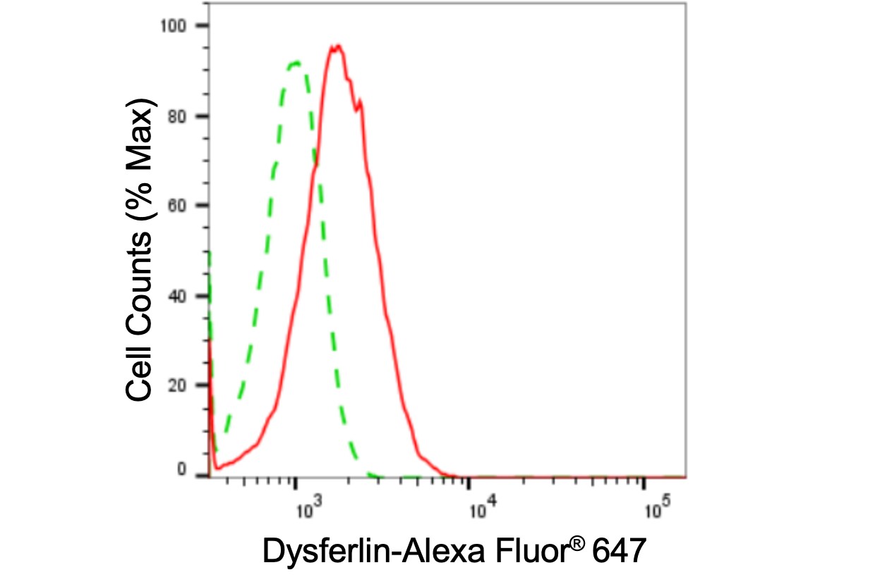 Dysferlin Antibody (24GB3235)