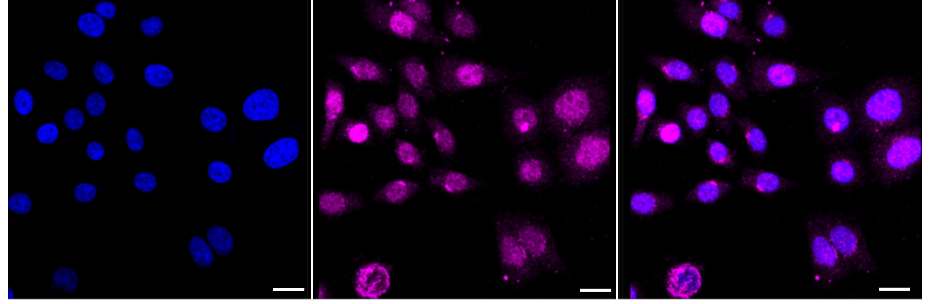Chk1 Antibody (24GB3245)