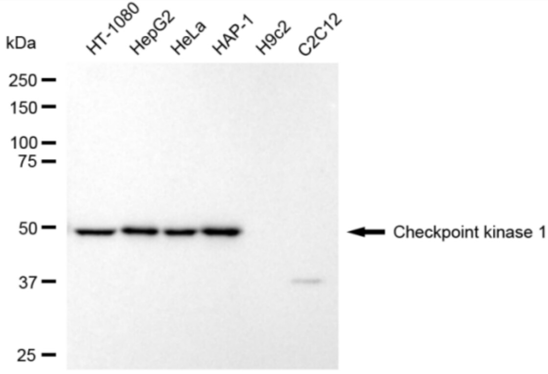 Chk1 Antibody (24GB3245)
