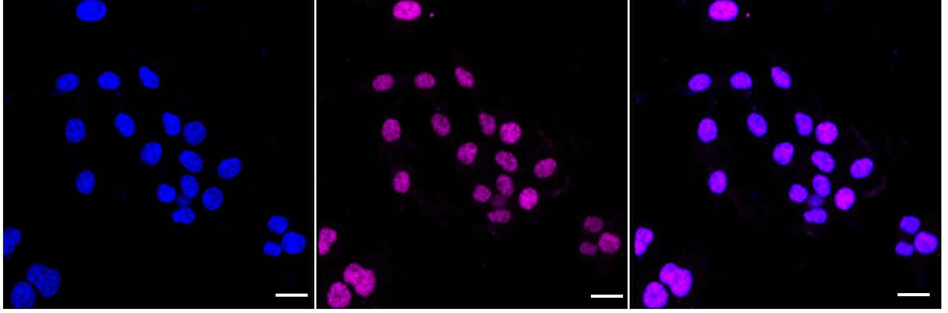 Cyclin H Antibody (24GB3305)