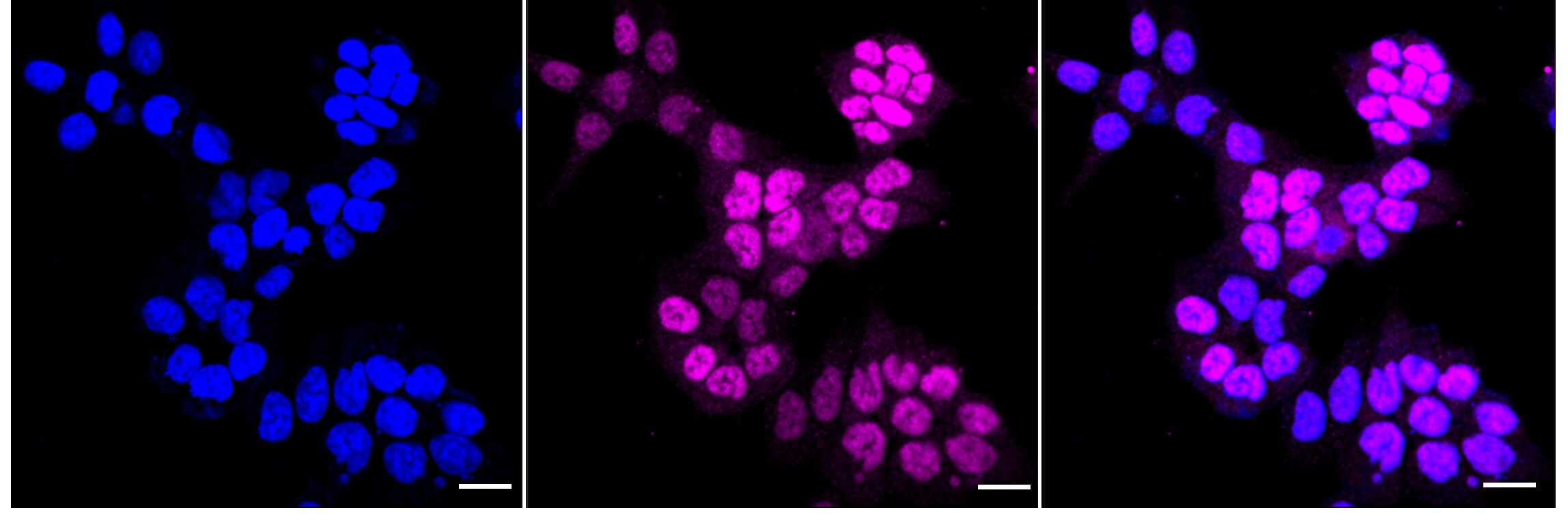 Cdk6 Antibody (24GB3310)