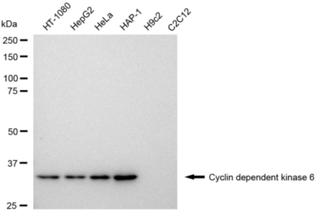 Cdk6 Antibody (24GB3310)