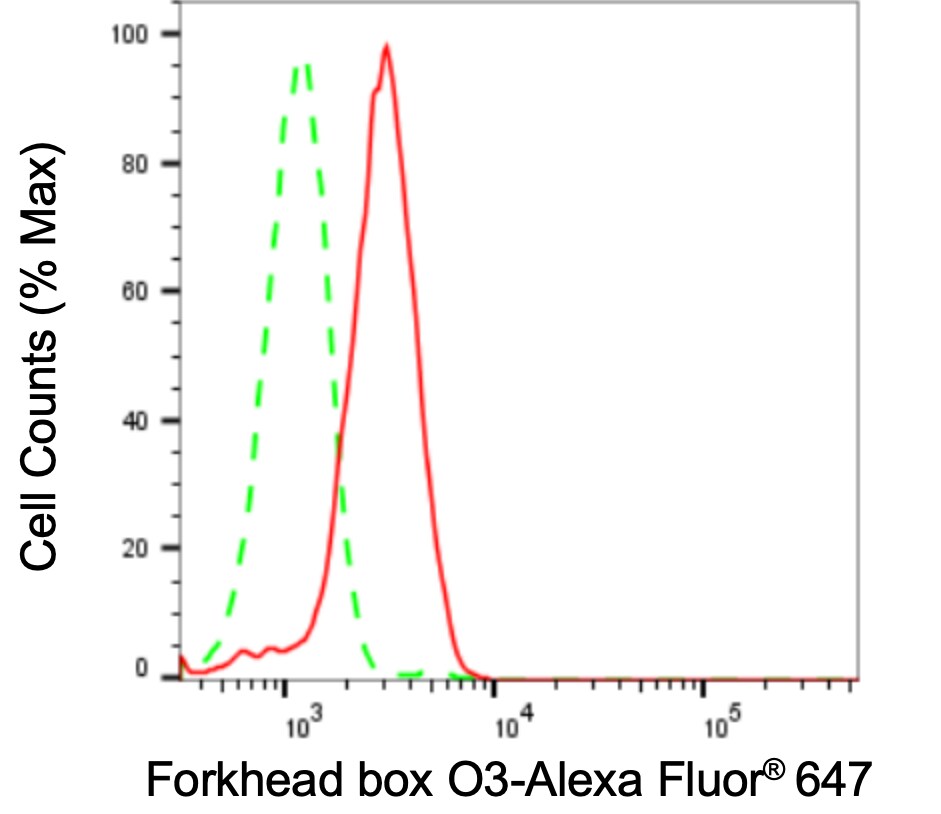 FOXO3 Antibody (24GB3325)